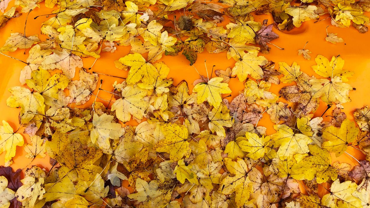 Обои листья, осень, клен, поверхность, желтый