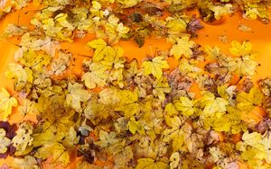 Превью обои листья, осень, клен, поверхность, желтый