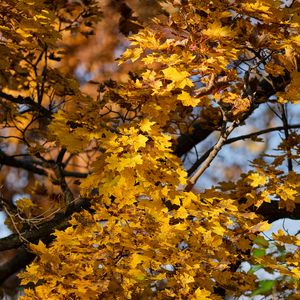 Превью обои листья, осень, клен, природа