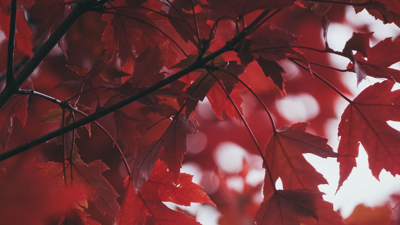 Обои листья, осень, красный, размытость
