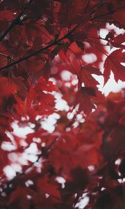 Превью обои листья, осень, красный, размытость