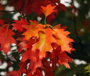 Превью обои листья, осень, красный, октябрь