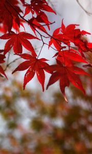 Превью обои листья, осень, красный, сухой