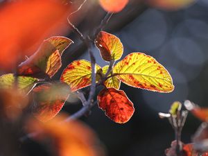 Превью обои листья, осень, крупным планом, макро