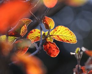 Превью обои листья, осень, крупным планом, макро