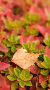 Превью обои листья, осень, макро, размытие, разноцветный