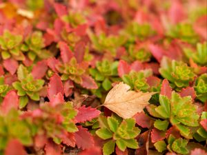 Превью обои листья, осень, макро, размытие, разноцветный