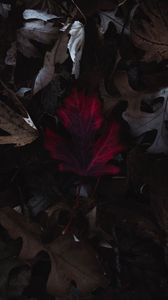 Превью обои листья, осень, макро, красный, сухой