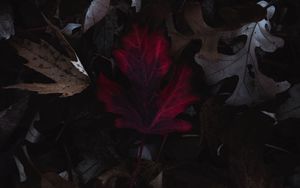 Превью обои листья, осень, макро, красный, сухой