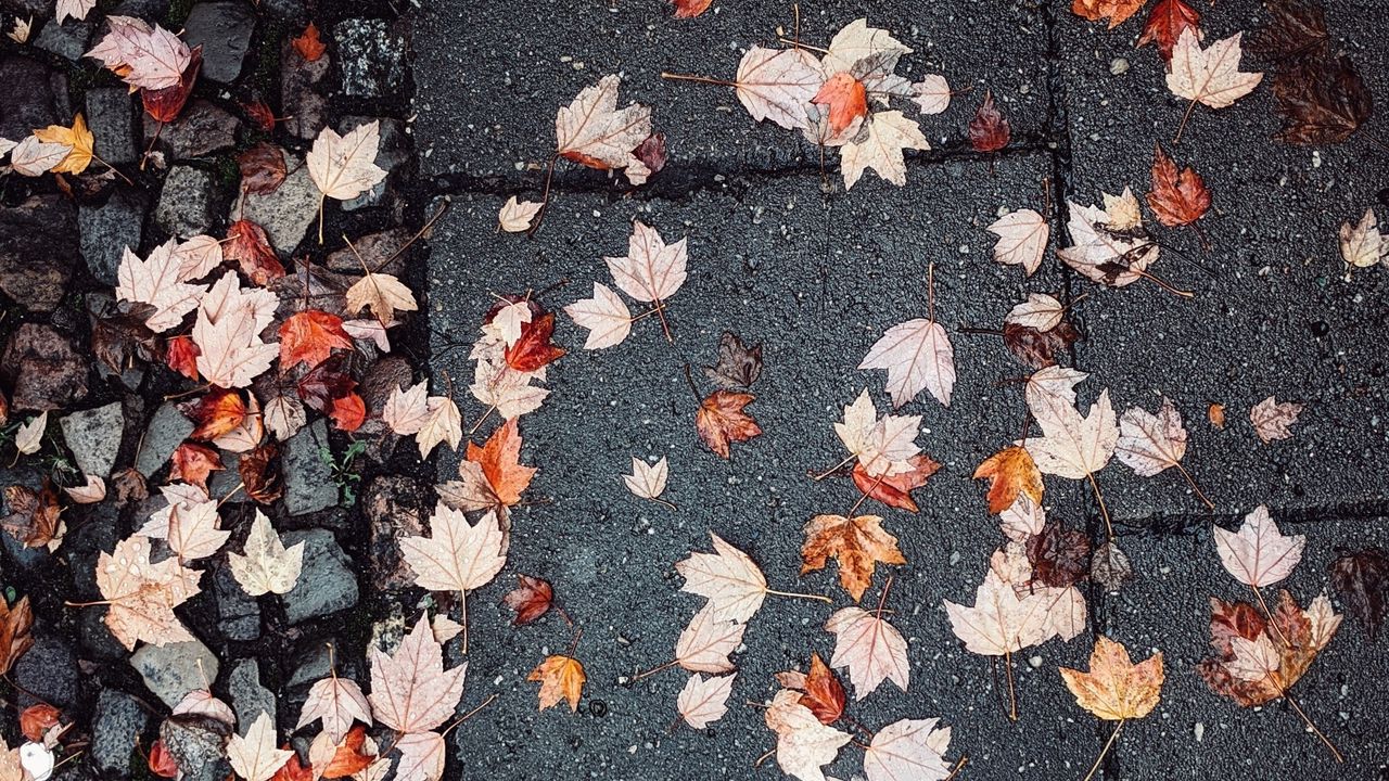 Обои листья, осень, мокрый, асфальт