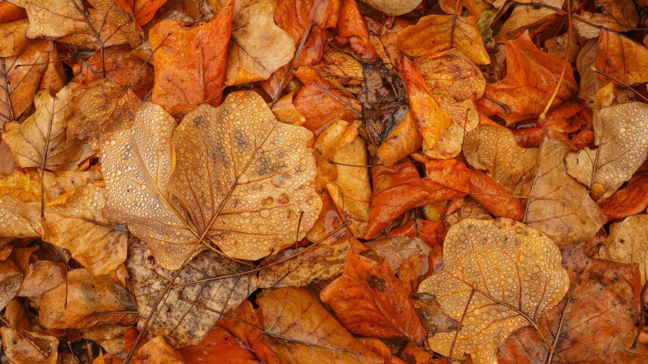 Обои листья, осень, мокрый, коричневый, макро