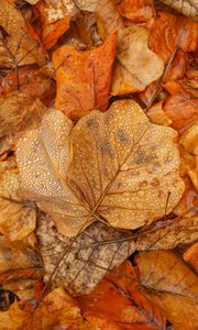 Превью обои листья, осень, мокрый, коричневый, макро