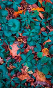 Превью обои листья, осень, опавший, формы