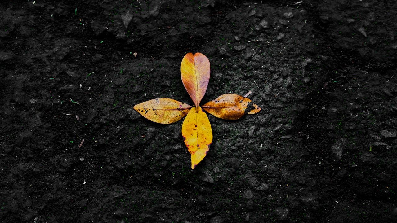 Обои листья, осень, опавший, желтый