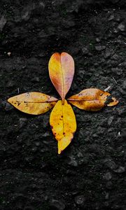 Превью обои листья, осень, опавший, желтый