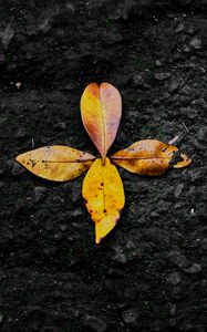 Превью обои листья, осень, опавший, желтый