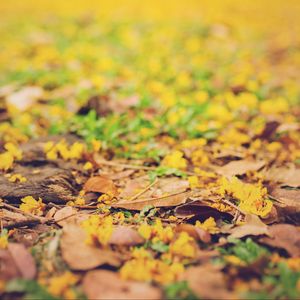 Превью обои листья, осень, опавший, размытость, желтый