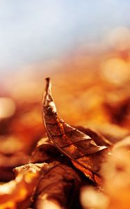 Превью обои листья, осень, опавший, изогнутый, сухой