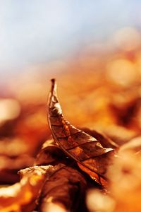 Превью обои листья, осень, опавший, изогнутый, сухой