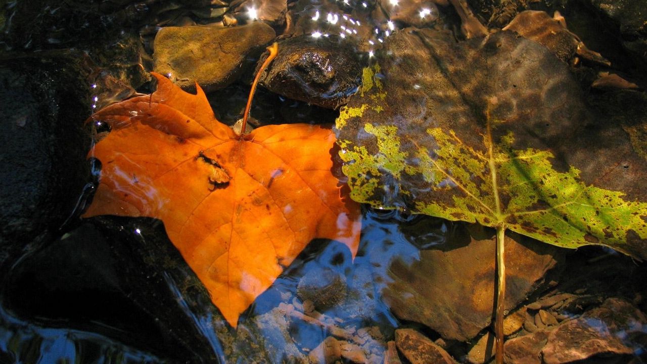 Обои листья, осень, опавший, желтый, лужа, влага
