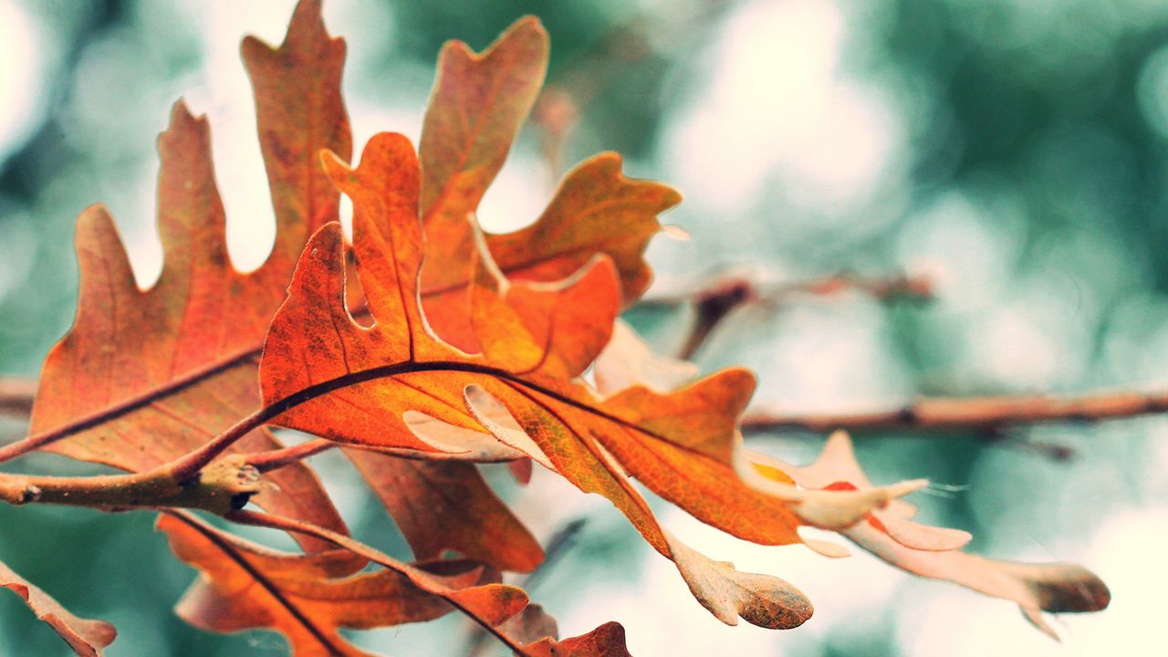Обои листья, осень, оранжевый, природа, размытие
