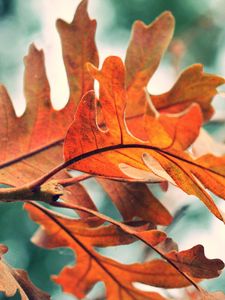 Превью обои листья, осень, оранжевый, природа, размытие