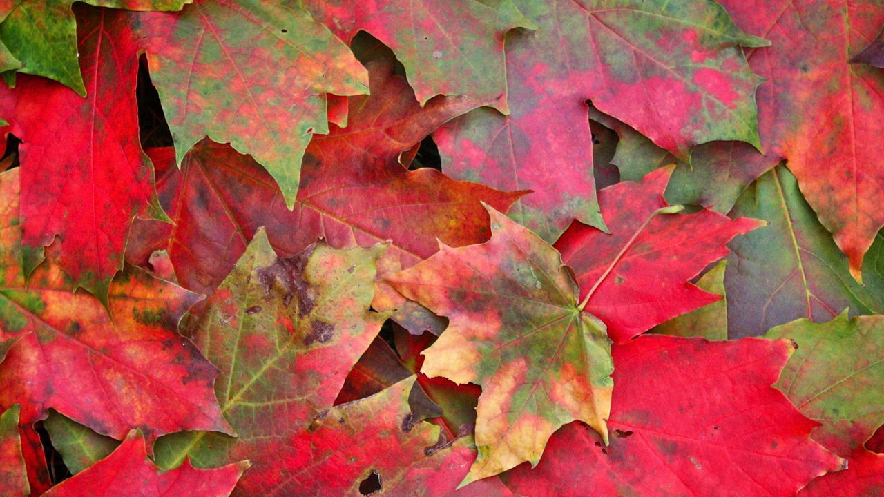 Обои листья, осень, пятна, макро