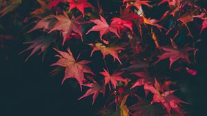 Превью обои листья, осень, размытость, ветки, осенние краски