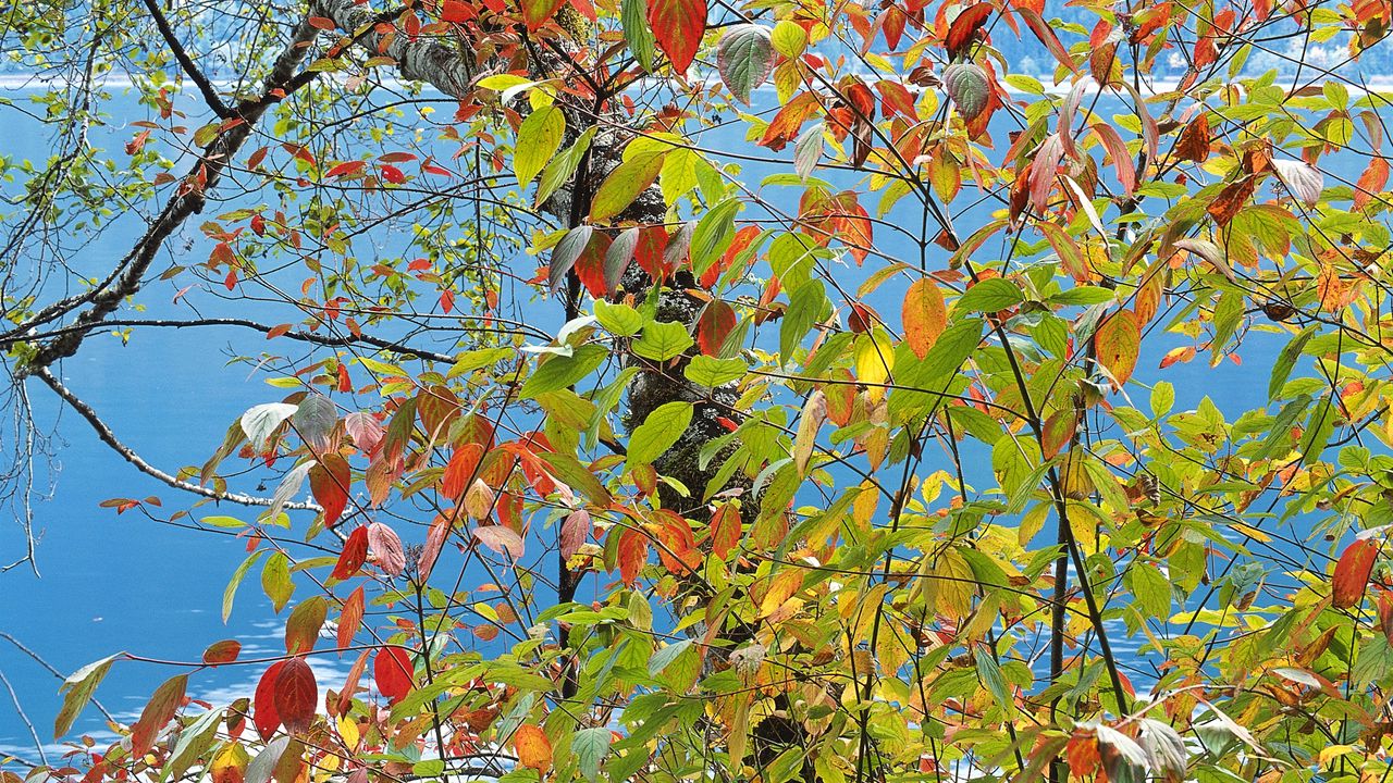 Обои листья, осень, разноцветные, палитра, краски, дерево, море