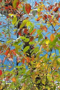Превью обои листья, осень, разноцветные, палитра, краски, дерево, море
