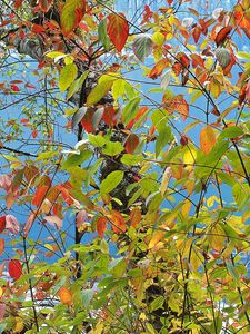 Превью обои листья, осень, разноцветные, палитра, краски, дерево, море