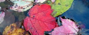 Превью обои листья, осень, разноцветный, вода, плавать