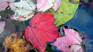 Превью обои листья, осень, разноцветный, вода, плавать