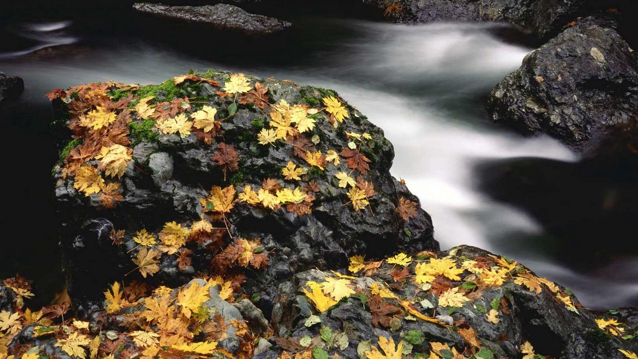 Обои листья, осень, река, камни, мох