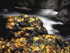 Превью обои листья, осень, река, камни, мох