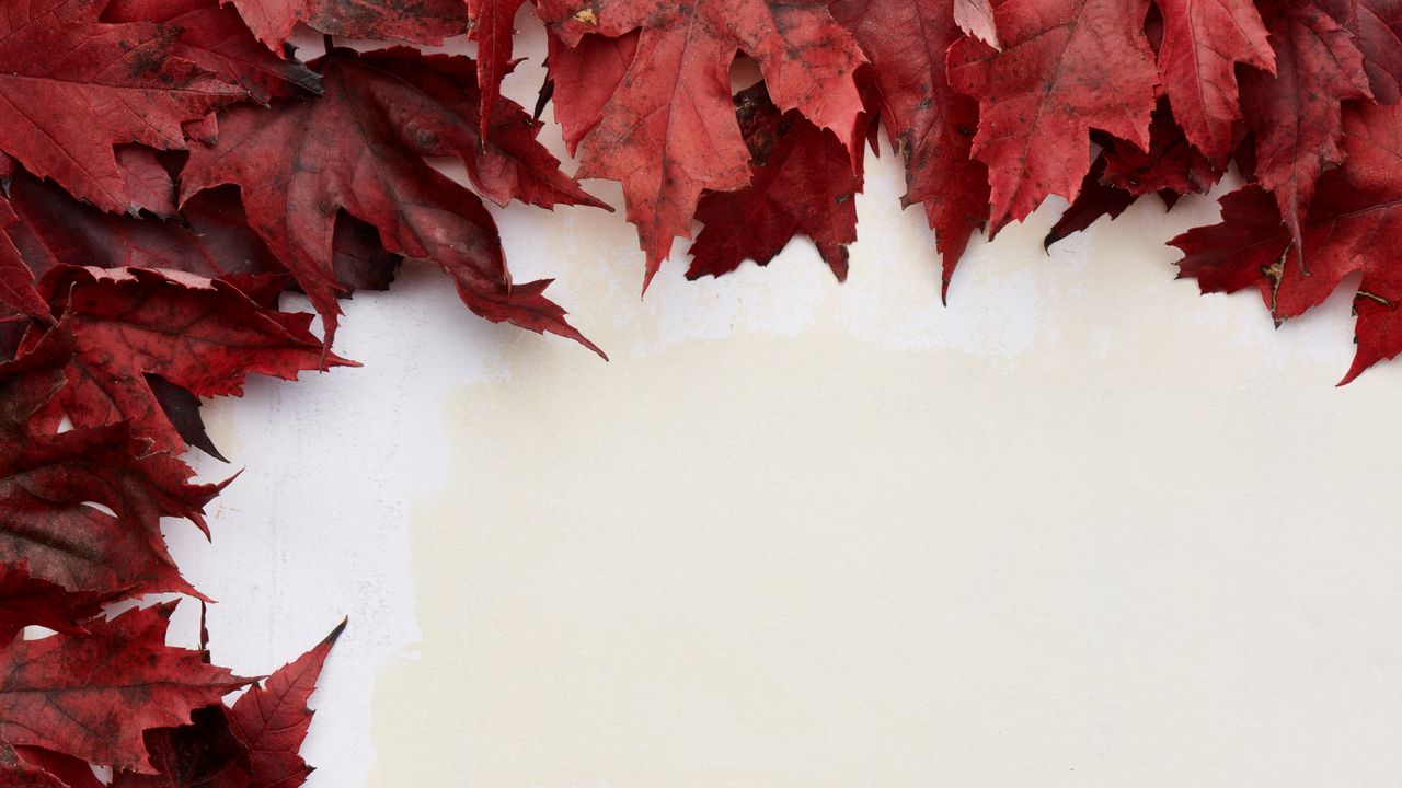 Обои листья, осень, стена, макро, красный, белый