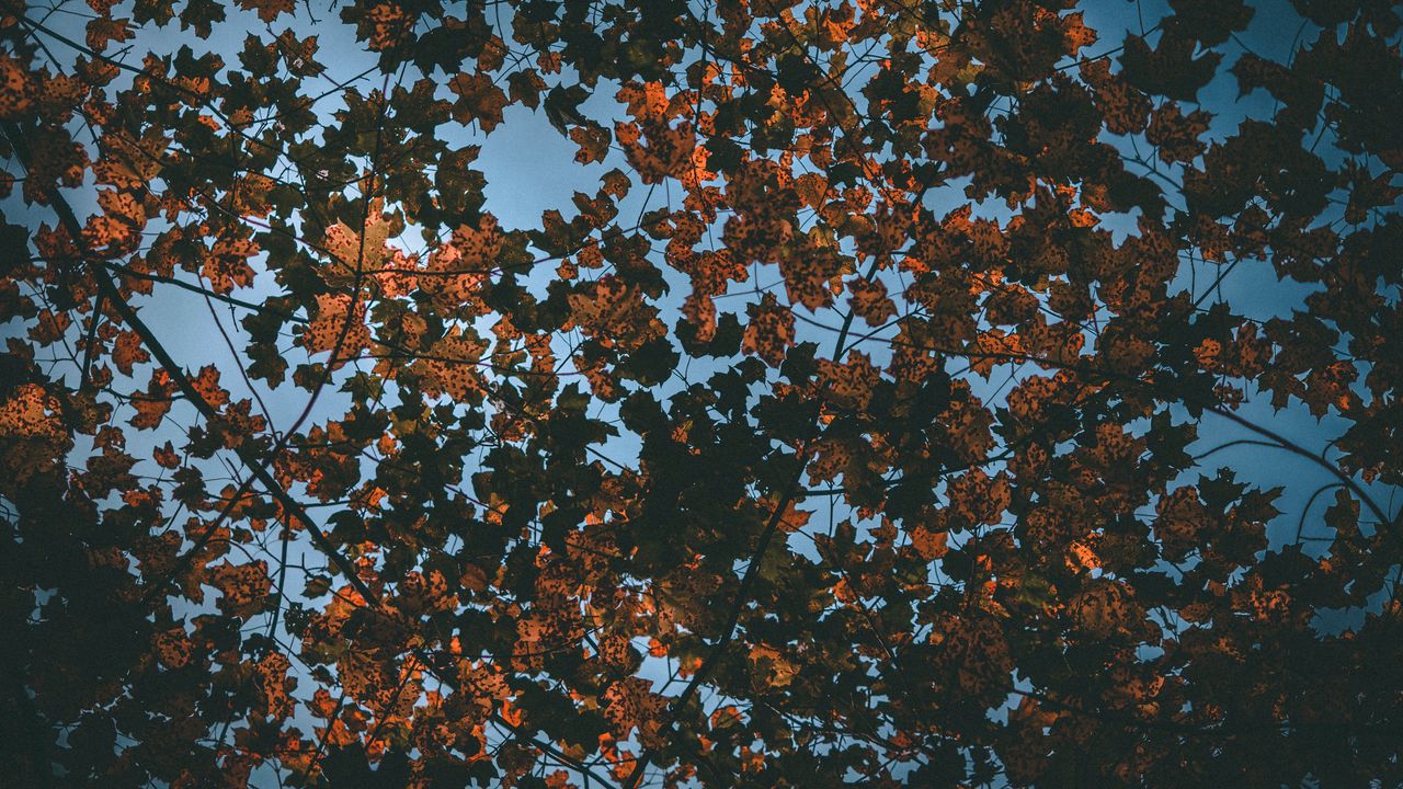 Обои листья, осень, сухие, небо