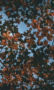 Превью обои листья, осень, сухие, небо