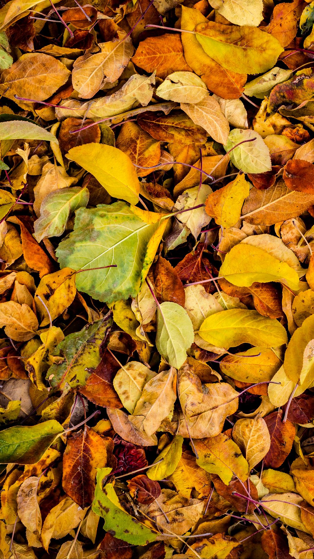 Опавшие листья Гиппенрейтер