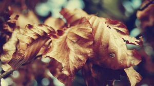 Превью обои листья, осень, сухой, форма