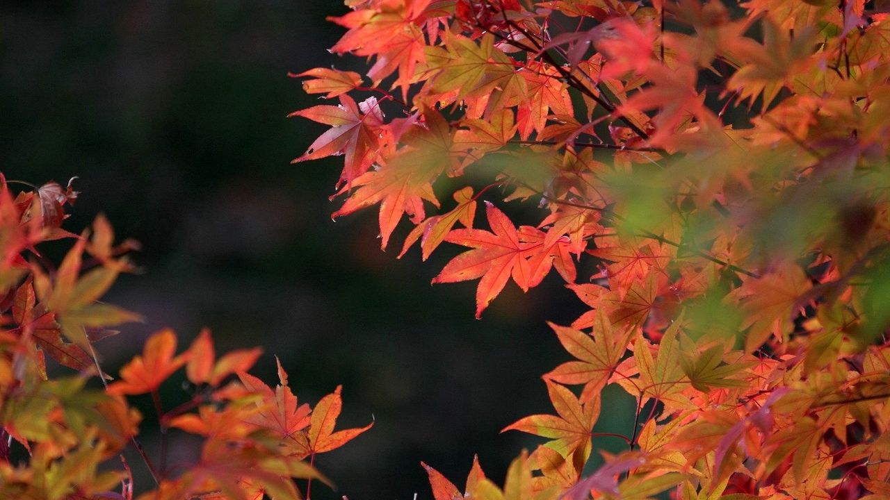Обои листья, осень, сухой, красный