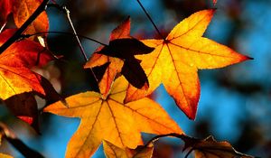 Превью обои листья, осень, свет, тень