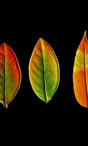 Превью обои листья, осень, темнота, макро