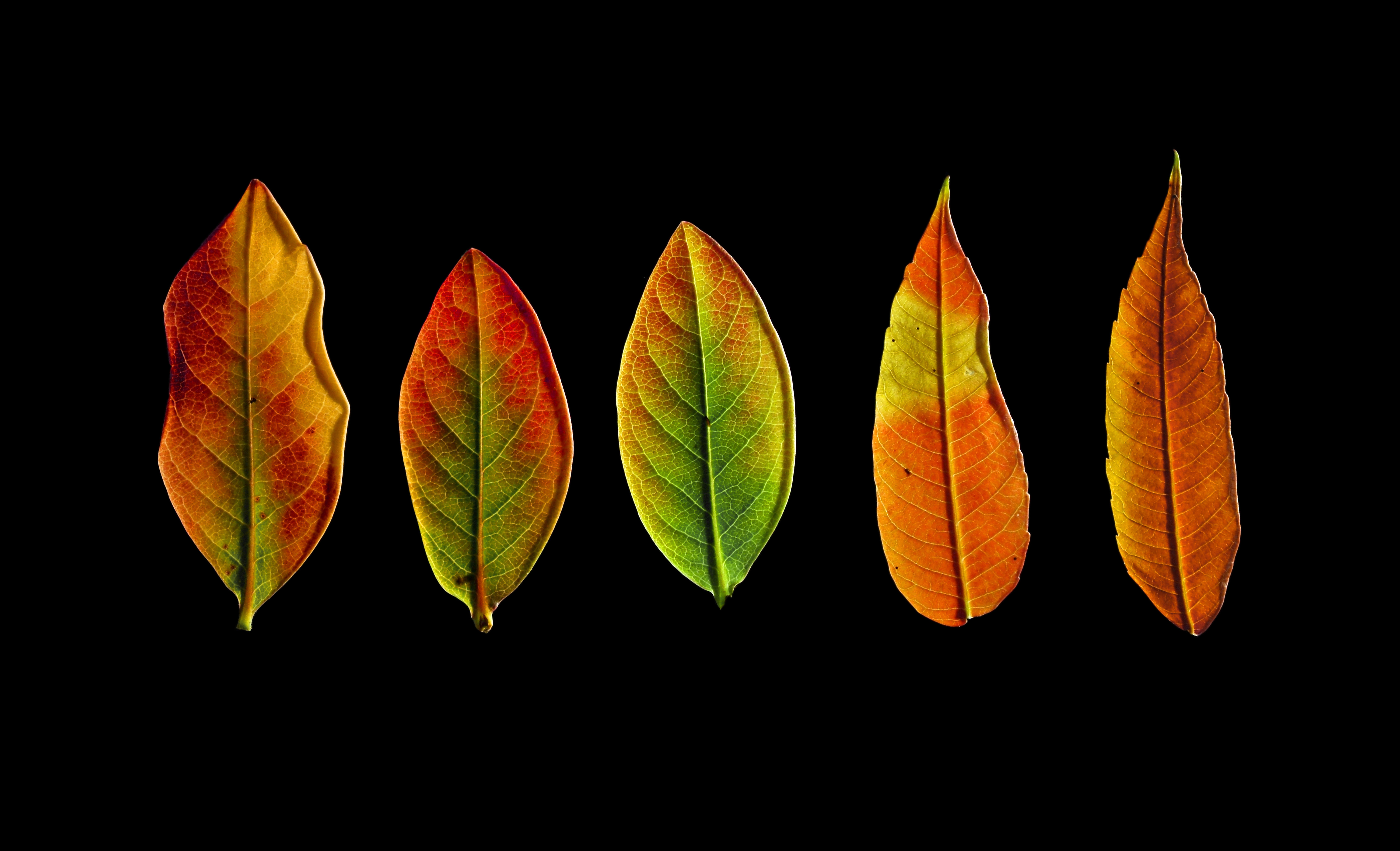 Листьев дата. Red and Orange leaves. Golden Leaf Bangladesh. One Leaf is Orange two leaves are Brown. The foliage is turning Yellow..