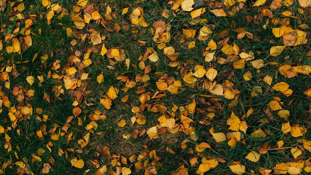 Обои листья, осень, трава
