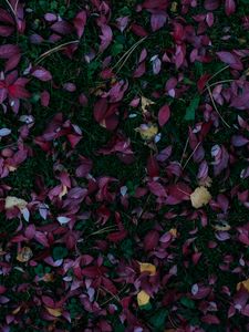 Превью обои листья, осень, трава, опавший, краски осени