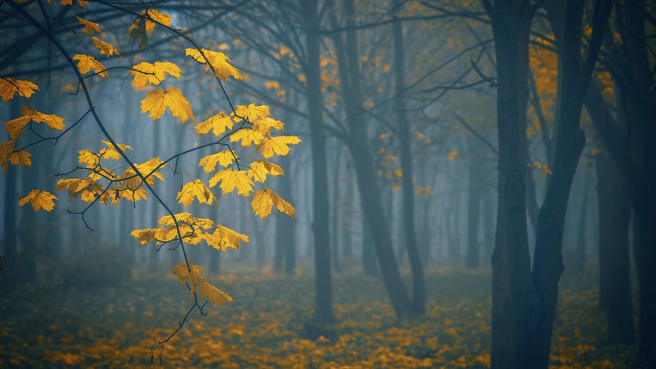 Обои листья, осень, туман, деревья