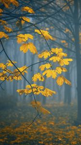 Превью обои листья, осень, туман, деревья