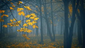 Превью обои листья, осень, туман, деревья