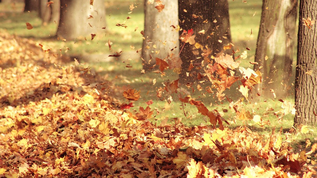 Обои листья, осень, ворох, куча, лес, деревья
